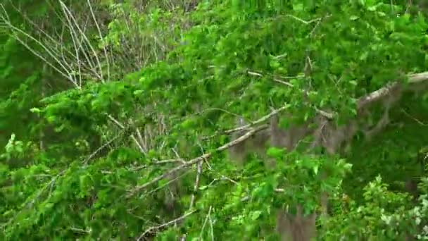 ルイジアナ州の湿地帯 — ストック動画