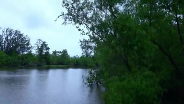 Os pântanos de Louisiana — Vídeo de Stock