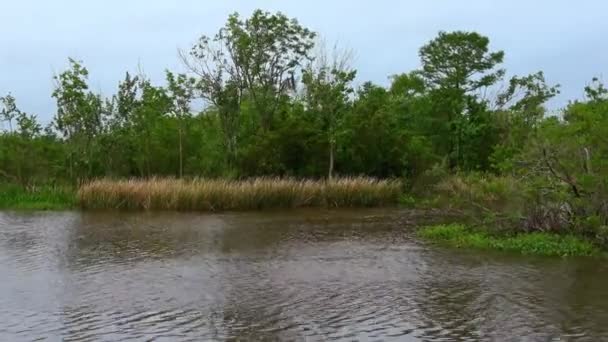 Le paludi della Louisiana — Video Stock