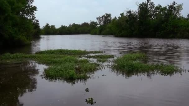 Le paludi della Louisiana — Video Stock