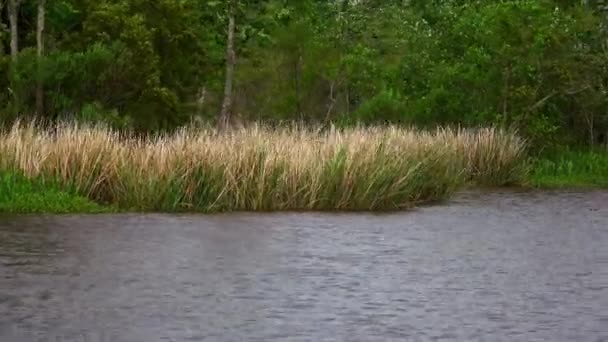 Los pantanos de Louisiana — Vídeos de Stock