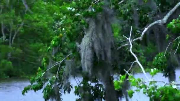 Vegetação selvagem incrível em pântanos da Louisiana — Vídeo de Stock