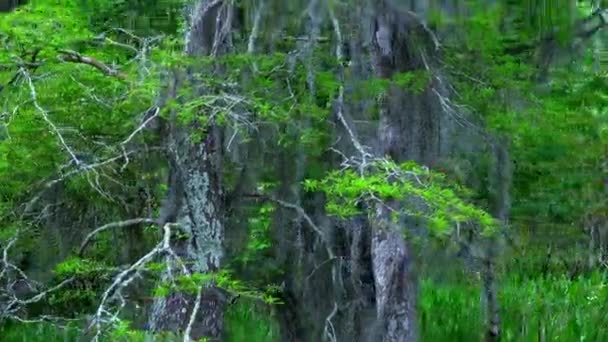 Wilde Vegetation in den Sümpfen Louisianas — Stockvideo