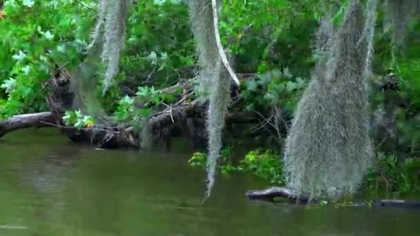 Escursione in barca attraverso la palude - natura straordinaria — Video Stock