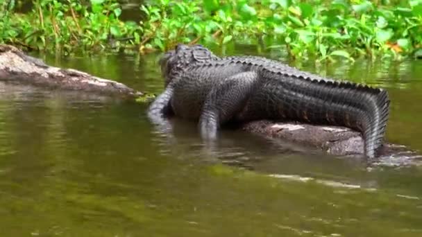 Wild alligator in the swamp of Louisiana — Stock Video