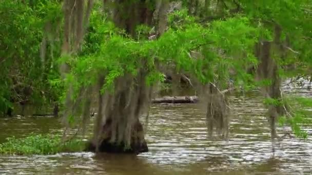 Louisiana bataklıklarında etkileyici bir doğa. — Stok video