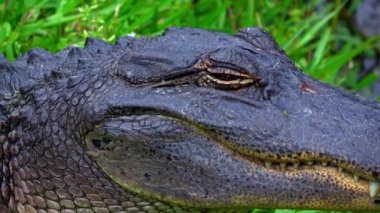 New Orleans yakınlarındaki bataklıklarda vahşi hayvanlar. Timsah.