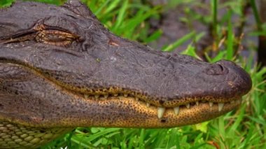 Atış bataklık vahşi bir timsah çene yukarıya kapatmak