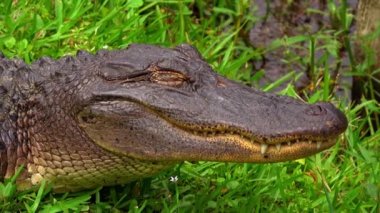 Atış bataklık vahşi bir timsah çene yukarıya kapatmak
