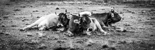 Herbage des vaches et des bovins dans les Alpes suisses - Suisse typique en noir et blanc — Photo