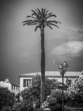 Fransa 'daki Cote D Azur' da palmiye ağaçları