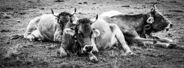 Herbage des vaches et des bovins dans les Alpes suisses - Suisse typique en noir et blanc — Photo