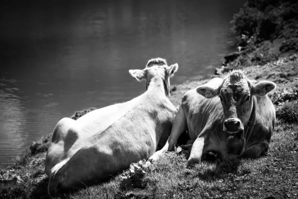 Herbage des vaches et des bovins dans les Alpes suisses - Suisse typique en noir et blanc — Photo