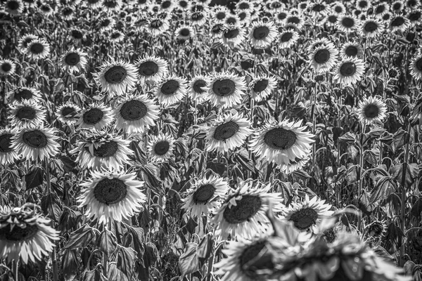 Соняшникові поля у Провансі (Франція). — стокове фото