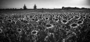 Provence Fransa 'da büyük ayçiçeği tarlaları