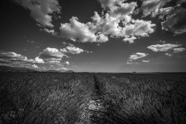 Fransa 'daki meşhur lavanta tarlaları