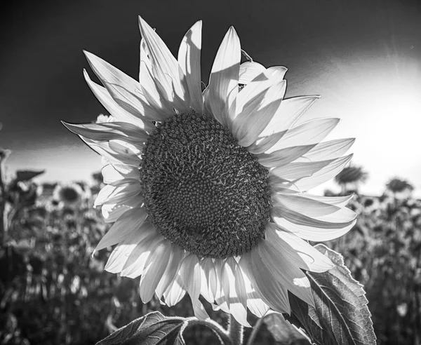 Nahaufnahme von Sonnenblumen in der Provence Frankreich — Stockfoto