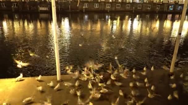 Gabbiani nel centro di Amburgo di notte — Video Stock