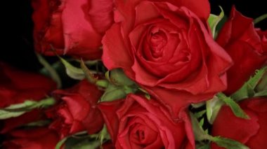 Güzel kırmızı güller - yakın manzara