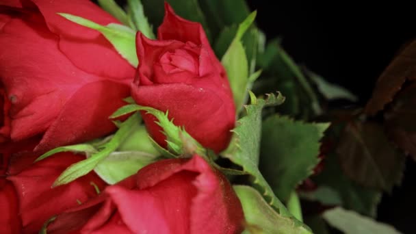 Widok z bliska na kilka róż — Wideo stockowe