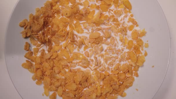 Mangia cornflakes con latte per colazione — Video Stock