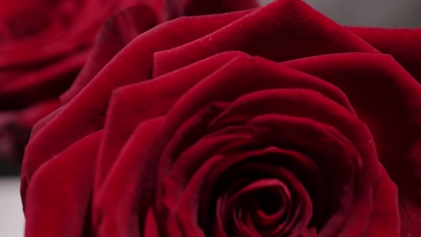 Beau fond - Roses rouges en vue rapprochée — Video