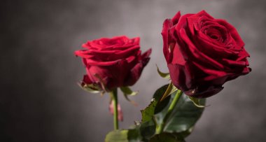 Güzel arkaplan - Yakın planda kırmızı güller