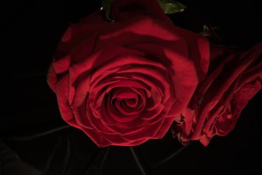 Güzel arkaplan - Yakın planda kırmızı güller