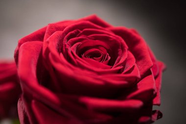 Yakından bakınca güzel kırmızı güller.