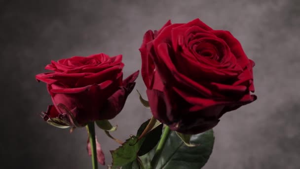 Schöne rote Rosen in Nahaufnahme — Stockvideo