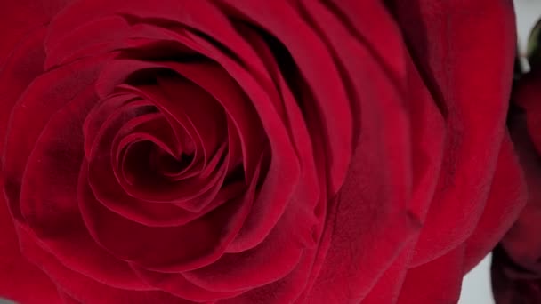 Kırmızı bir gülün çiçeği - makro shot — Stok video
