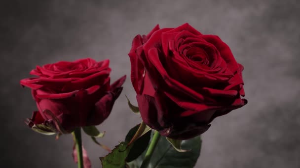 Hermosas rosas rojas en primer plano vista — Vídeos de Stock