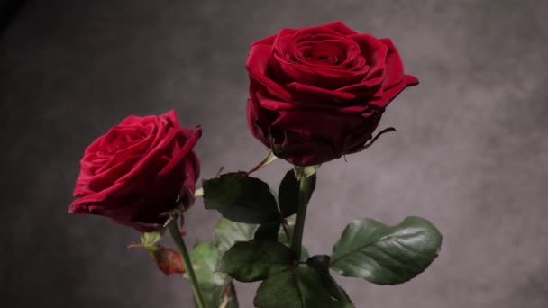 Hermosas rosas rojas en primer plano vista — Vídeo de stock