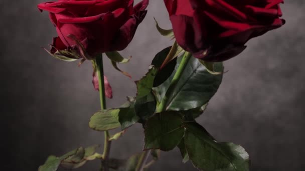 Piękne czerwone róże w widok z bliska — Wideo stockowe