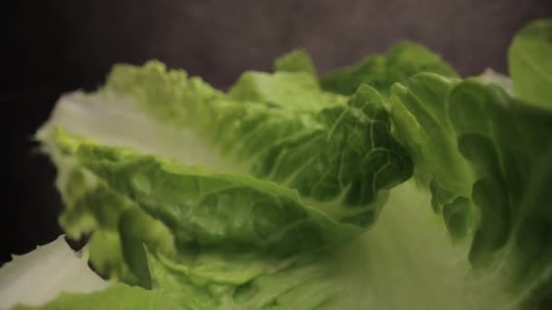 Fresh lettuce leaves in close-up — Stock Video