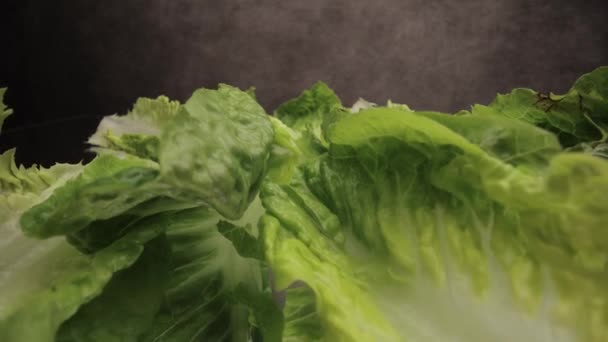 Frunzele proaspete de salată în strânsă — Videoclip de stoc