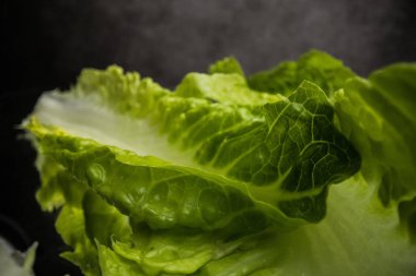 Taze salata yaprakları. Yakın plan.