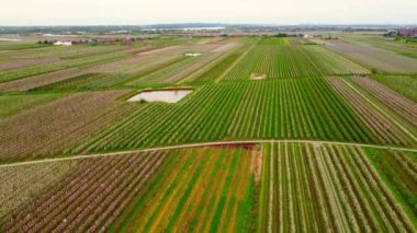 Hamburg şehrinin ünlü Altes Arazisi. Kocaman elma ağacı tarlaları var.