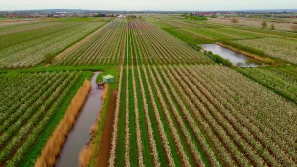 Flight over Apple tree fields in the moshlands of Altes Land Hamburg — Stock video