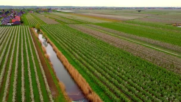 Vuelo sobre campos de manzanos en las marismas de Altes Land Hamburg — Vídeos de Stock