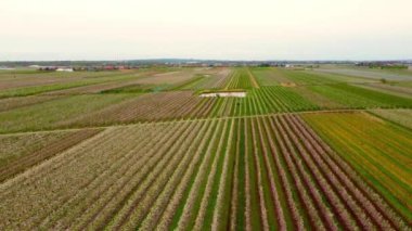 Altes Land Hamburg 'un bataklıklarında Apple ağaç tarlaları üzerinde uçmak