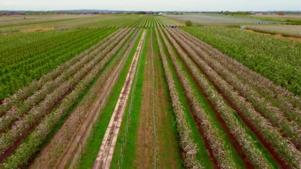 Vuelo sobre campos de manzanos en las marismas de Altes Land Hamburg — Vídeos de Stock