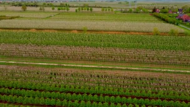 Voo sobre os campos de árvores da Apple nos pântanos de Altes Land Hamburgo — Vídeo de Stock