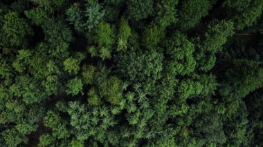 Yoğun bir orman üzerinde uçmak - harika doğa - manzara fotoğrafçılığı