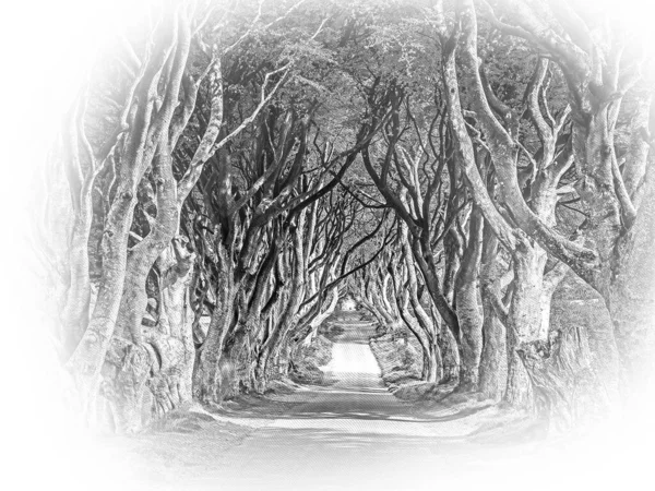 Dark Hedges Stranocum Nordirland Illustration Resan — Stockfoto