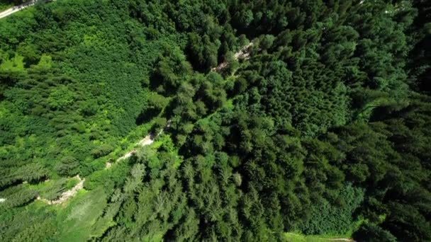 Forêt de sapins d'en haut - vue aérienne sur la nature étonnante — Video