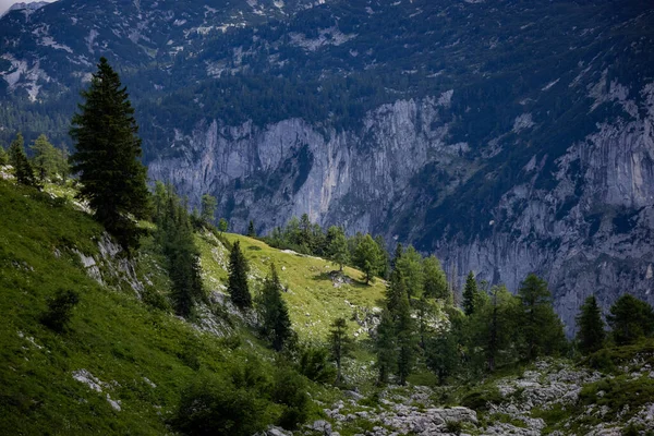 Tannen auf den Bergen der österreichischen Alpen — Stockfoto