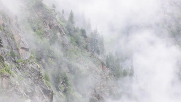 Nubes profundas sobre los abetos de los Alpes austríacos - Región de Vorarlberg — Vídeo de stock