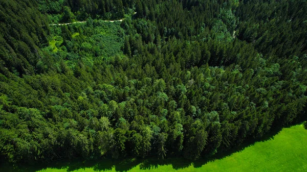 Fir forest from above - amazing nature aerial view