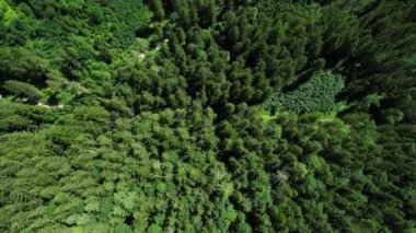 Yukarıdan firavun ormanı - inanılmaz doğa manzarası
